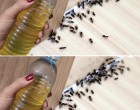 10 bevált házi praktika, ami elűzi a hangyákat az egész házból