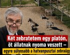 Két zebratetem egy platón, öt állatnak nyoma veszett – egyre súlyosabb a hatvanpusztai zebraügy