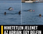 Hihetetlen jelenet az Adrián: egy delfin strandlabdázott a fürdőzőkkel
