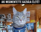 Elhunyt Géza úr, a macska, aki megmentette gazdája életét