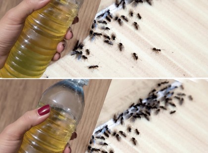 10 bevált házi praktika, ami elűzi a hangyákat az egész házból