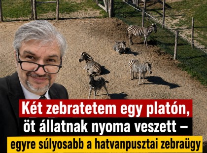 Két zebratetem egy platón, öt állatnak nyoma veszett – egyre súlyosabb a hatvanpusztai zebraügy