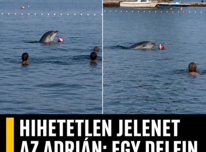 Hihetetlen jelenet az Adrián: egy delfin strandlabdázott a fürdőzőkkel