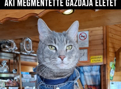 Elhunyt Géza úr, a macska, aki megmentette gazdája életét