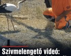 Szívmelengető videó: a Magyar Közút dolgozója vizet adott egy szomjas gólyának! 👇𝐂𝐢𝐤𝐤 𝐚 𝐡𝐨𝐳𝐳𝐚́𝐬𝐳𝐨́𝐥𝐚́𝐬𝐨𝐤𝐧𝐚́𝐥!