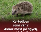 Kertedben süni van? Akkor most jól figyelj, ezt jelenti: