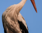 próba 2