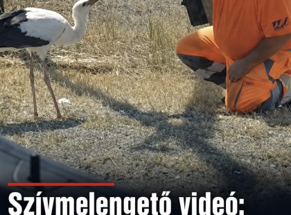Szívmelengető videó: a Magyar Közút dolgozója vizet adott egy szomjas gólyának! ????? ? ?????́???́??́?????́?!