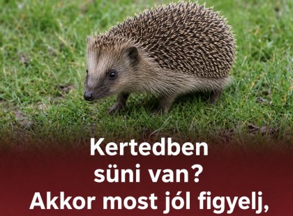 Kertedben süni van? Akkor most jól figyelj, ezt jelenti: