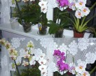 Fokhagyma, orchidea elixír. 🌸🌺 🪴 Egy hónap múlva rengeteg gyönyörű virágod lesz - Nézd meg a hozzászólásoknál, hogyan használd👇👇
